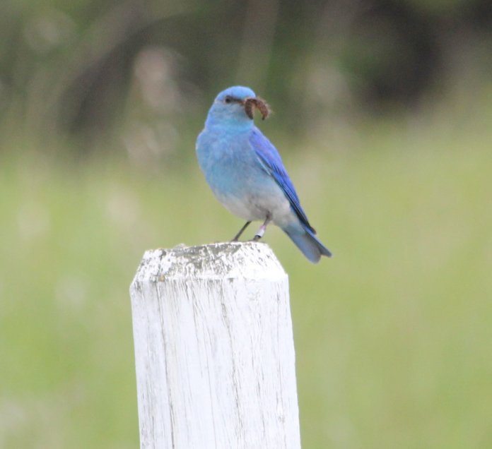 Male with Food Watching from Afar